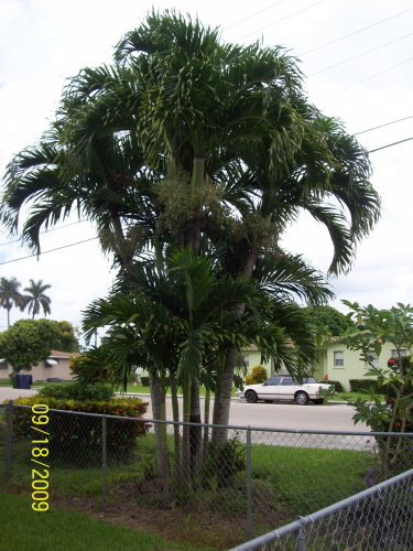 veitchia-merrillii-christmas-palm-adonidia-merrillii