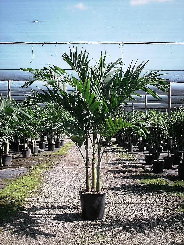 veitchia-merrillii-christmas-palm-adonidia-merrillii