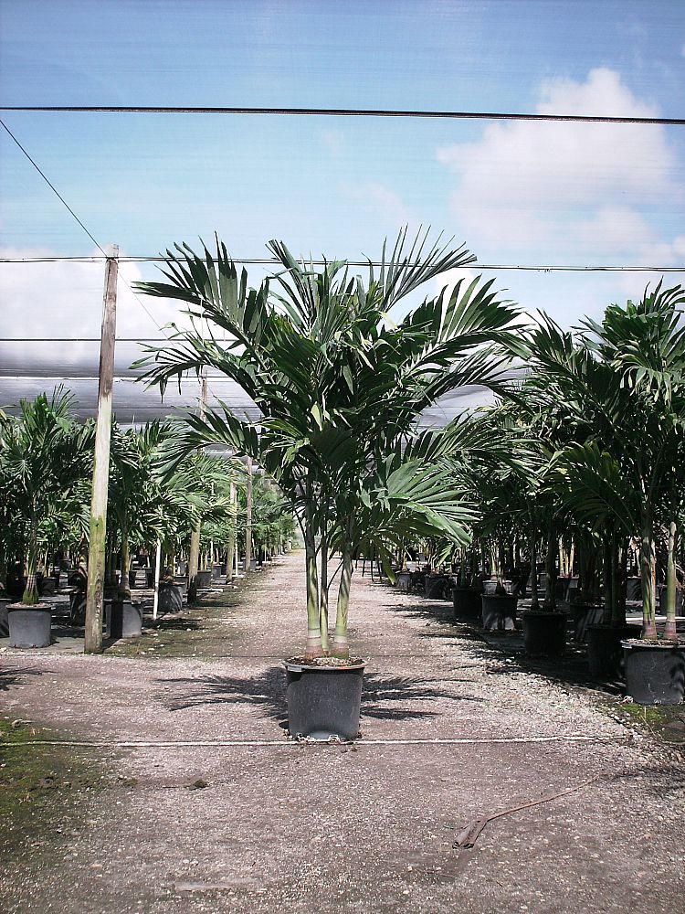 veitchia-merrillii-christmas-palm-adonidia-merrillii