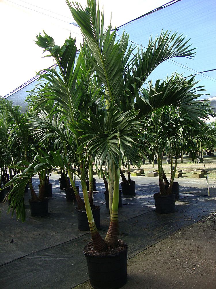 veitchia-merrillii-christmas-palm-adonidia-merrillii