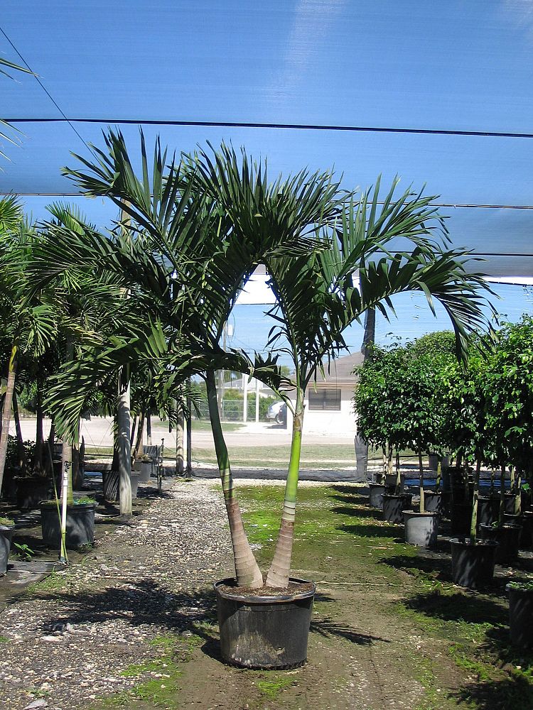 veitchia-merrillii-christmas-palm-adonidia-merrillii