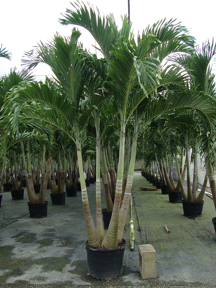 veitchia-merrillii-christmas-palm-adonidia-merrillii