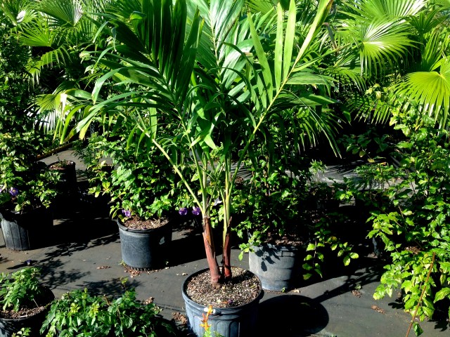 veitchia-merrillii-christmas-palm-adonidia-merrillii