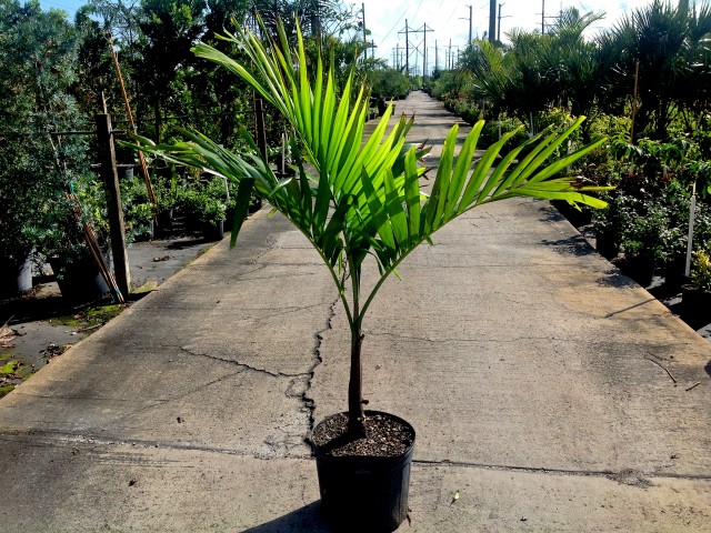 veitchia-merrillii-christmas-palm-adonidia-merrillii