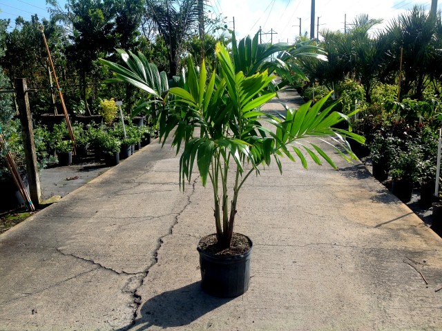 veitchia-merrillii-christmas-palm-adonidia-merrillii