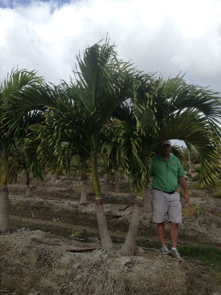 veitchia-merrillii-christmas-palm-adonidia-merrillii
