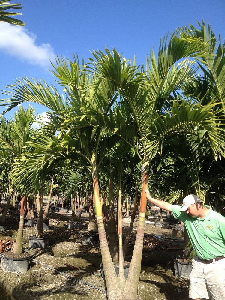 veitchia-merrillii-christmas-palm-adonidia-merrillii