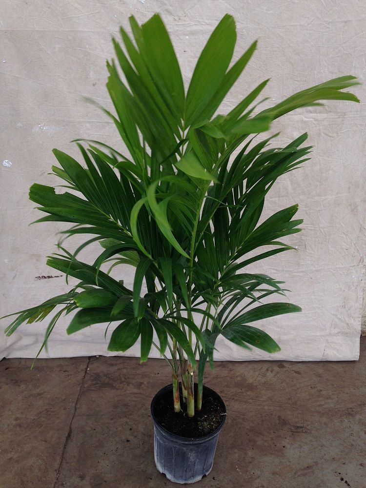 veitchia-merrillii-christmas-palm-adonidia-merrillii