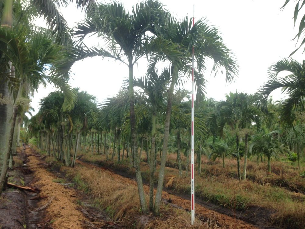 veitchia-merrillii-christmas-palm-adonidia-merrillii
