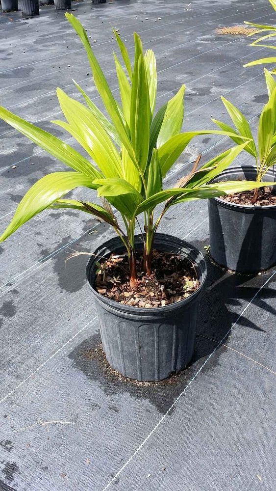 veitchia-merrillii-christmas-palm-adonidia-merrillii