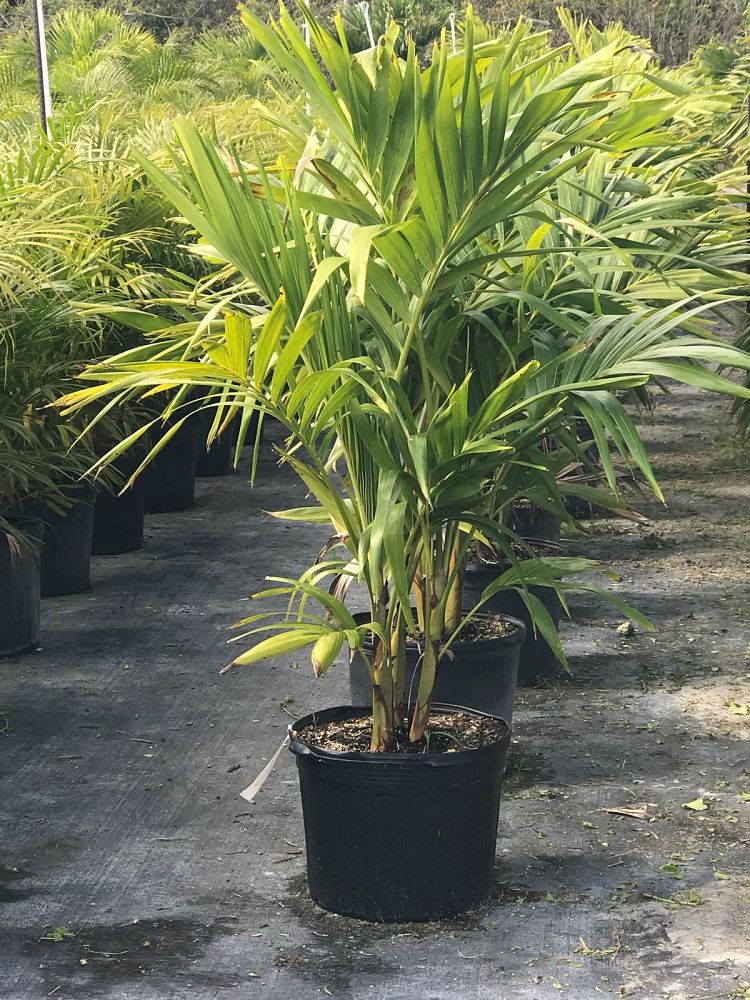 veitchia-merrillii-christmas-palm-adonidia-merrillii