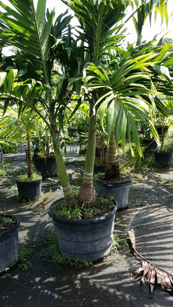 veitchia-merrillii-christmas-palm-adonidia-merrillii