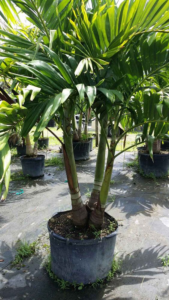 veitchia-merrillii-christmas-palm-adonidia-merrillii