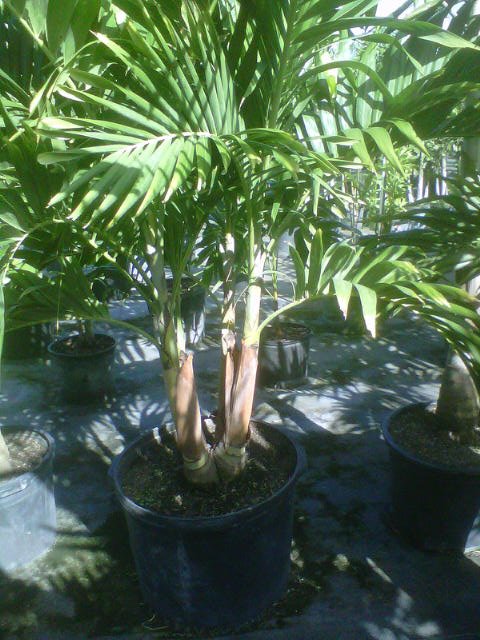 veitchia-merrillii-christmas-palm-adonidia-merrillii