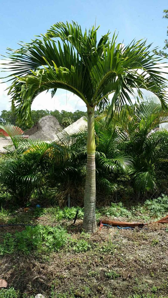veitchia-merrillii-christmas-palm-adonidia-merrillii