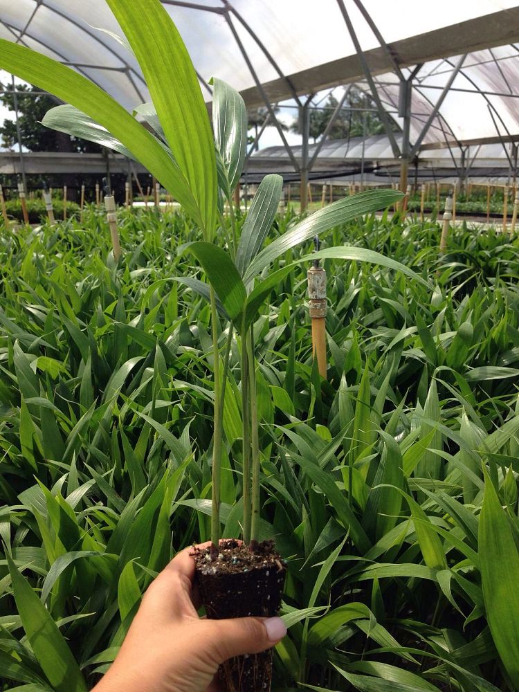 veitchia-merrillii-christmas-palm-adonidia-merrillii