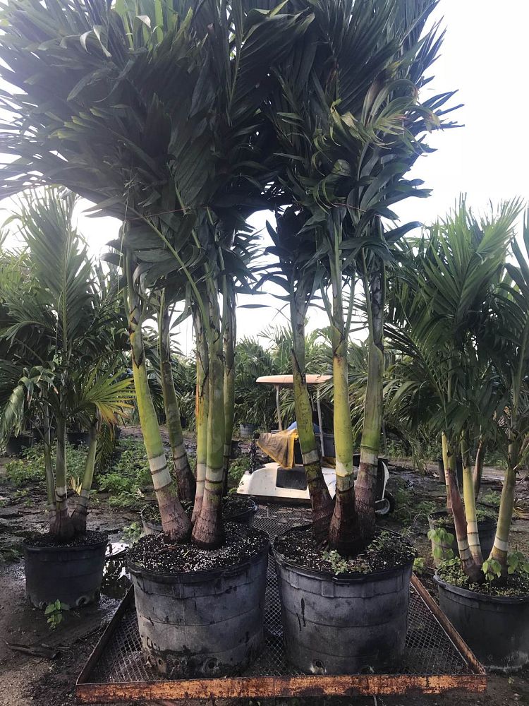 veitchia-merrillii-christmas-palm-adonidia-merrillii