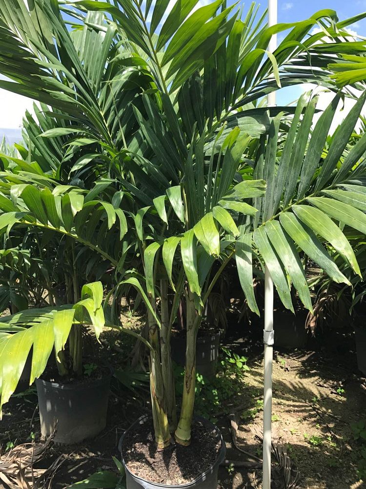 veitchia-merrillii-christmas-palm-adonidia-merrillii