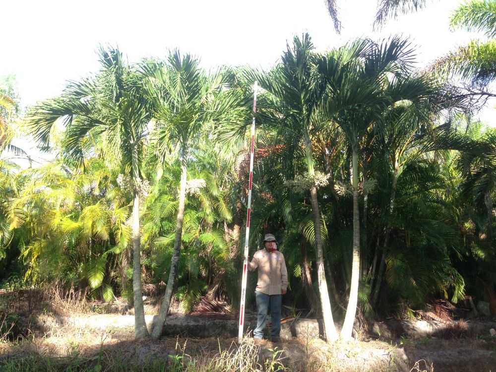 veitchia-merrillii-christmas-palm-adonidia-merrillii