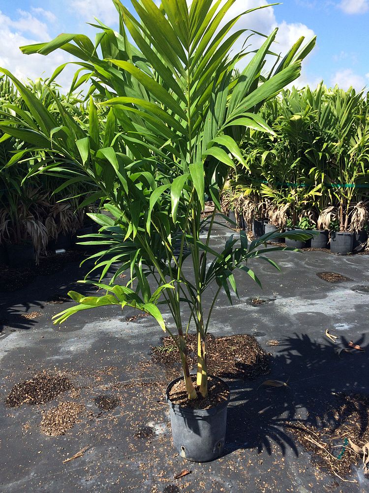 veitchia-merrillii-christmas-palm-adonidia-merrillii