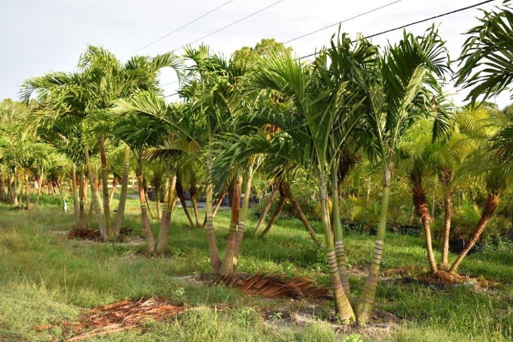 veitchia-merrillii-christmas-palm-adonidia-merrillii