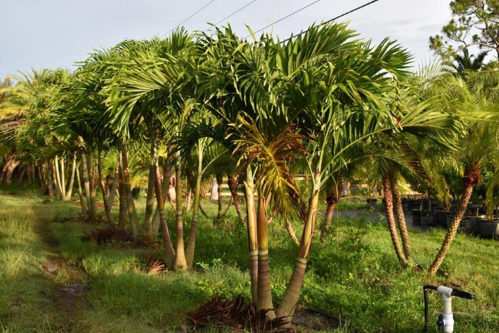 veitchia-merrillii-christmas-palm-adonidia-merrillii