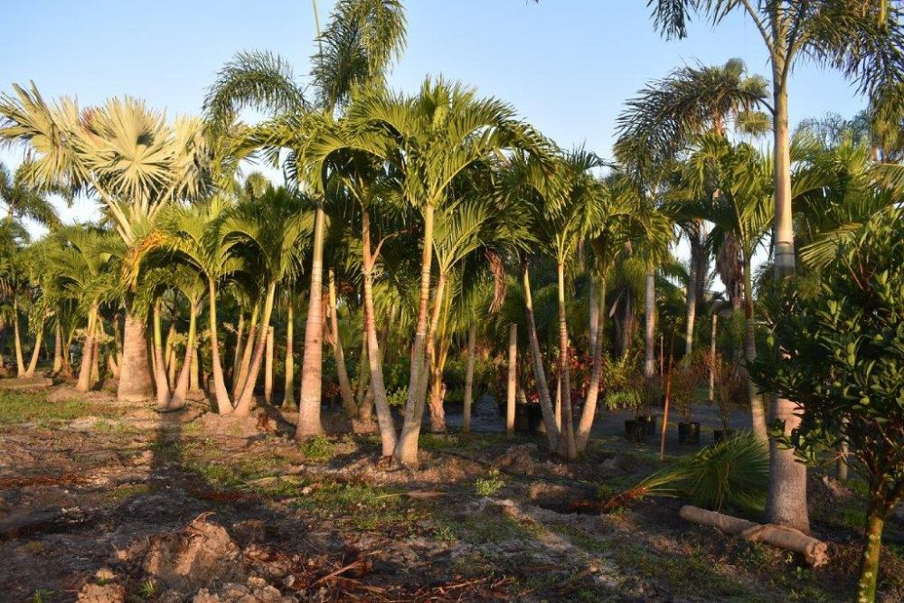 veitchia-merrillii-christmas-palm-adonidia-merrillii