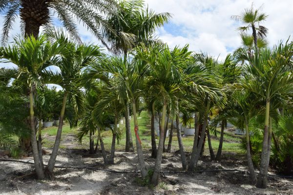 veitchia-merrillii-christmas-palm-adonidia-merrillii