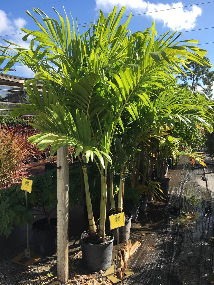 veitchia-merrillii-christmas-palm-adonidia-merrillii