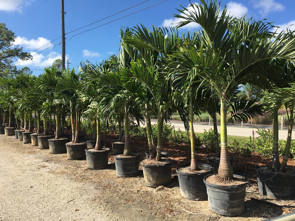 veitchia-merrillii-christmas-palm-adonidia-merrillii