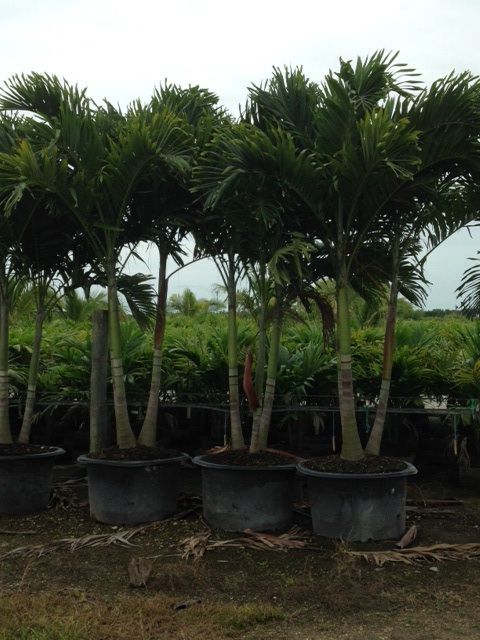 veitchia-merrillii-christmas-palm-adonidia-merrillii
