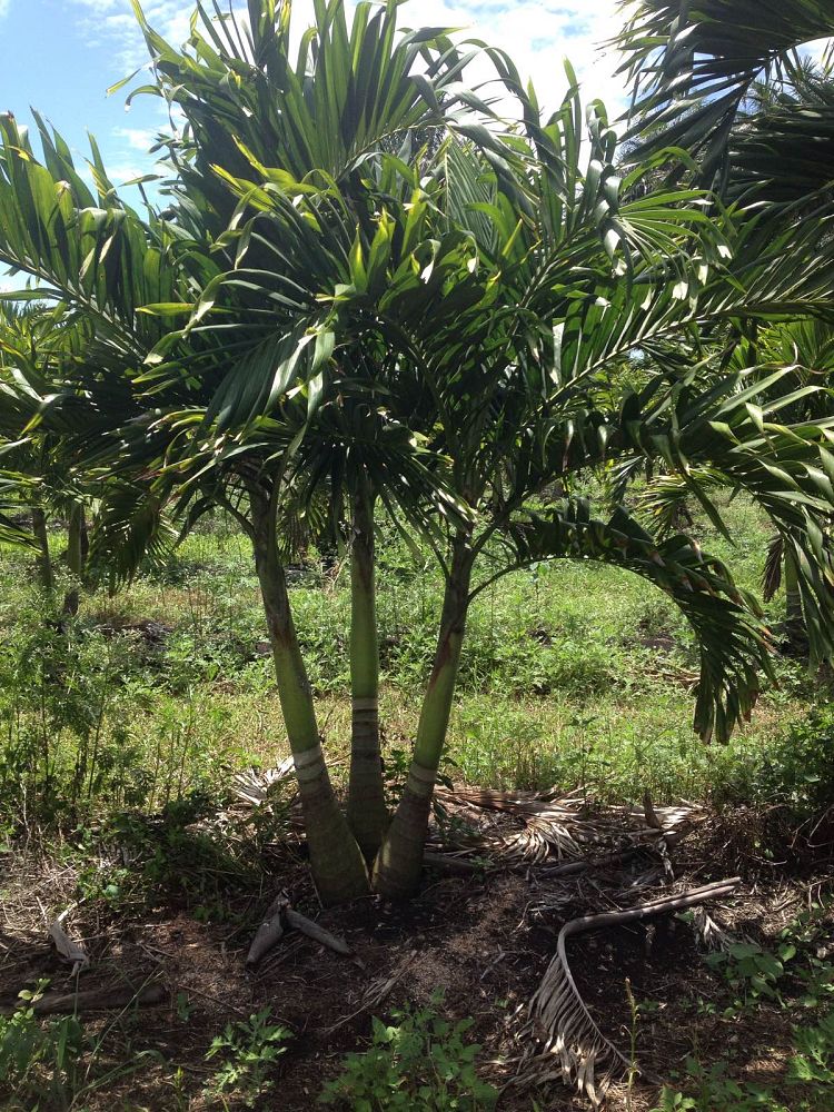 veitchia-merrillii-christmas-palm-adonidia-merrillii