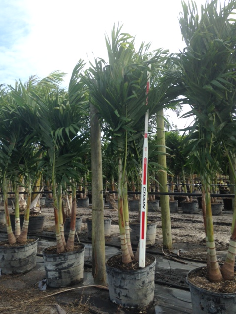 veitchia-merrillii-christmas-palm-adonidia-merrillii