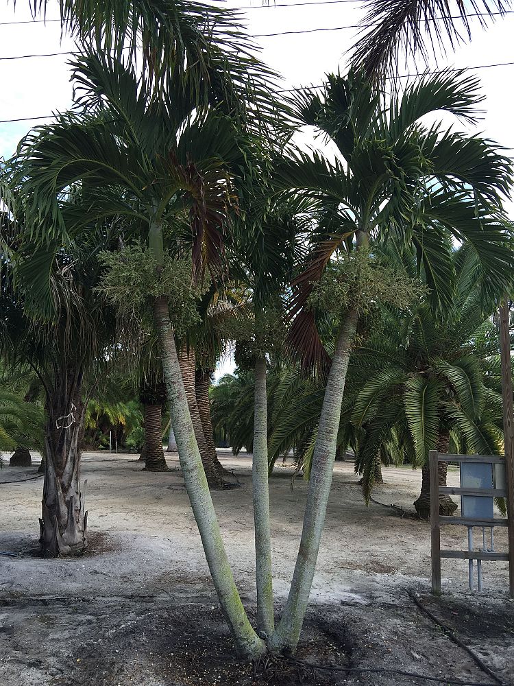 veitchia-merrillii-christmas-palm-adonidia-merrillii