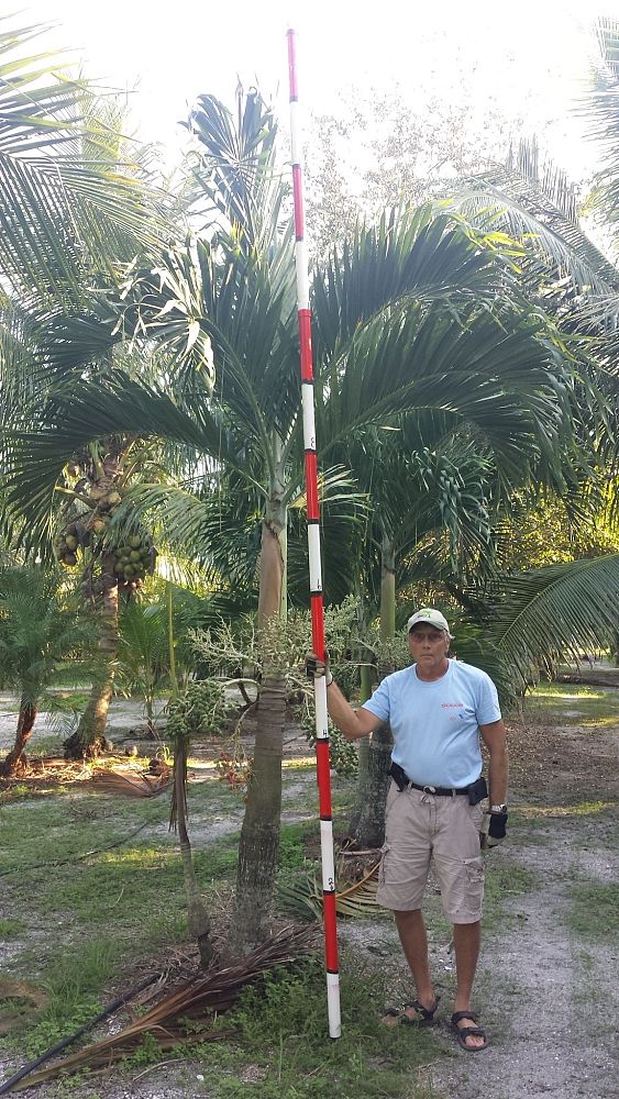 veitchia-merrillii-christmas-palm-adonidia-merrillii