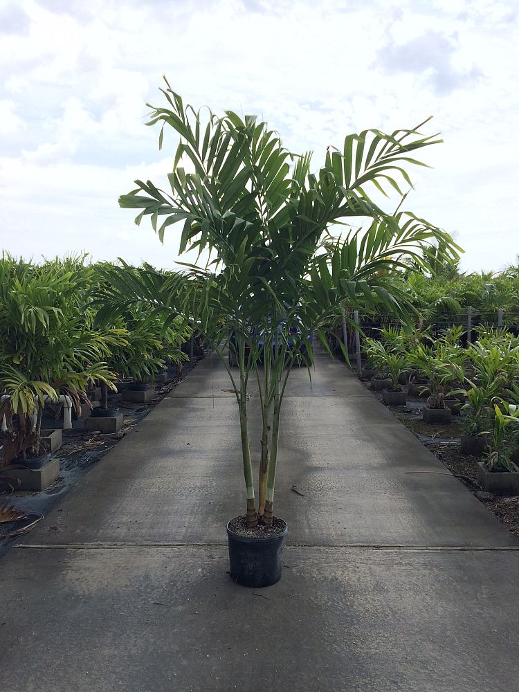 veitchia-merrillii-christmas-palm-adonidia-merrillii