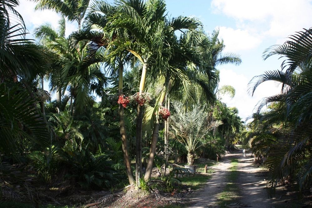 veitchia-merrillii-christmas-palm-adonidia-merrillii