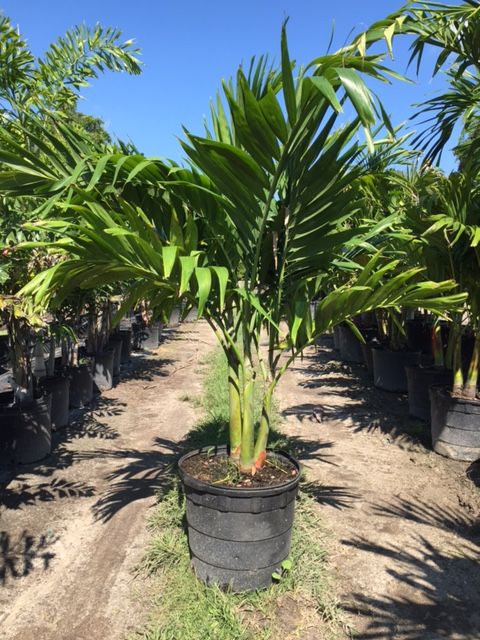 veitchia-merrillii-christmas-palm-adonidia-merrillii