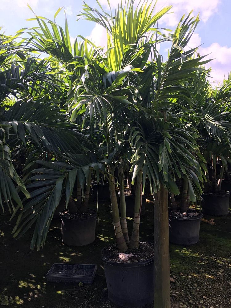 veitchia-merrillii-christmas-palm-adonidia-merrillii