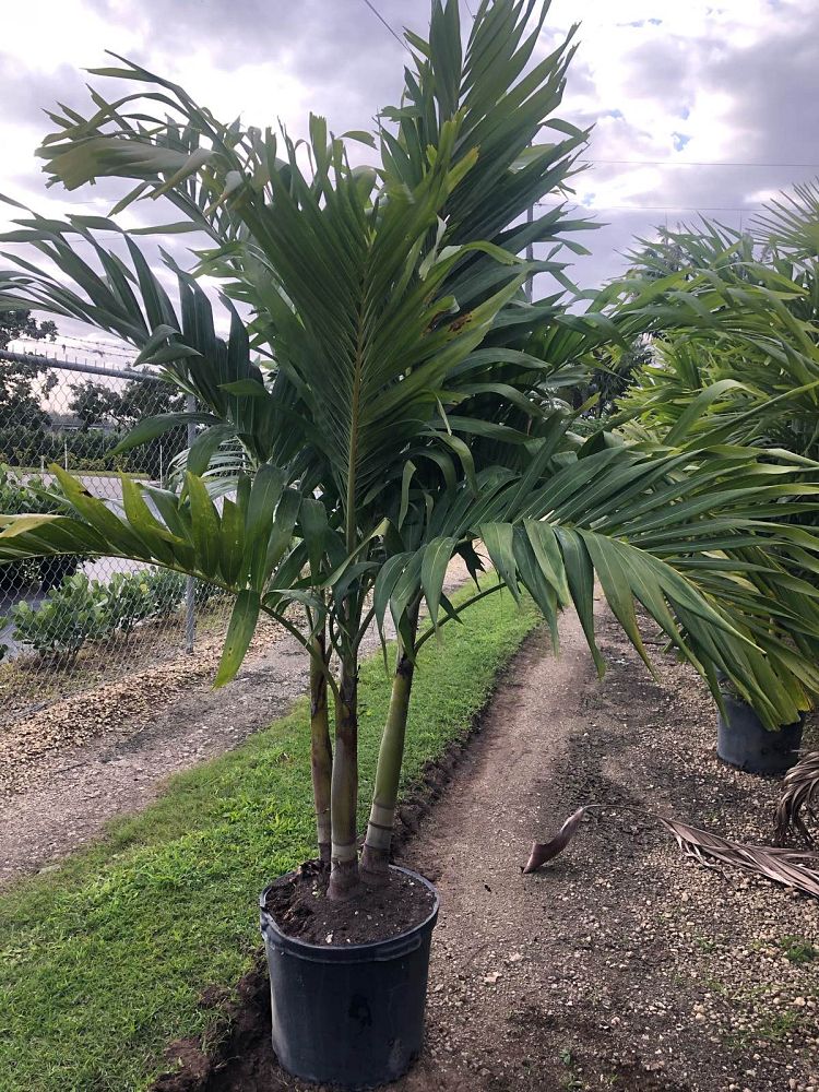 veitchia-merrillii-christmas-palm-adonidia-merrillii
