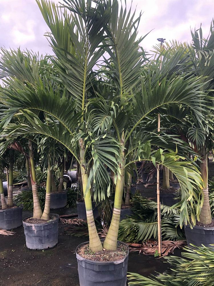 veitchia-merrillii-christmas-palm-adonidia-merrillii