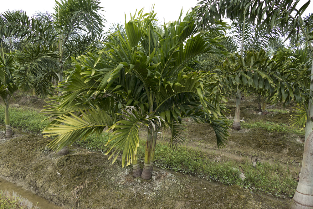 veitchia-merrillii-christmas-palm-adonidia-merrillii