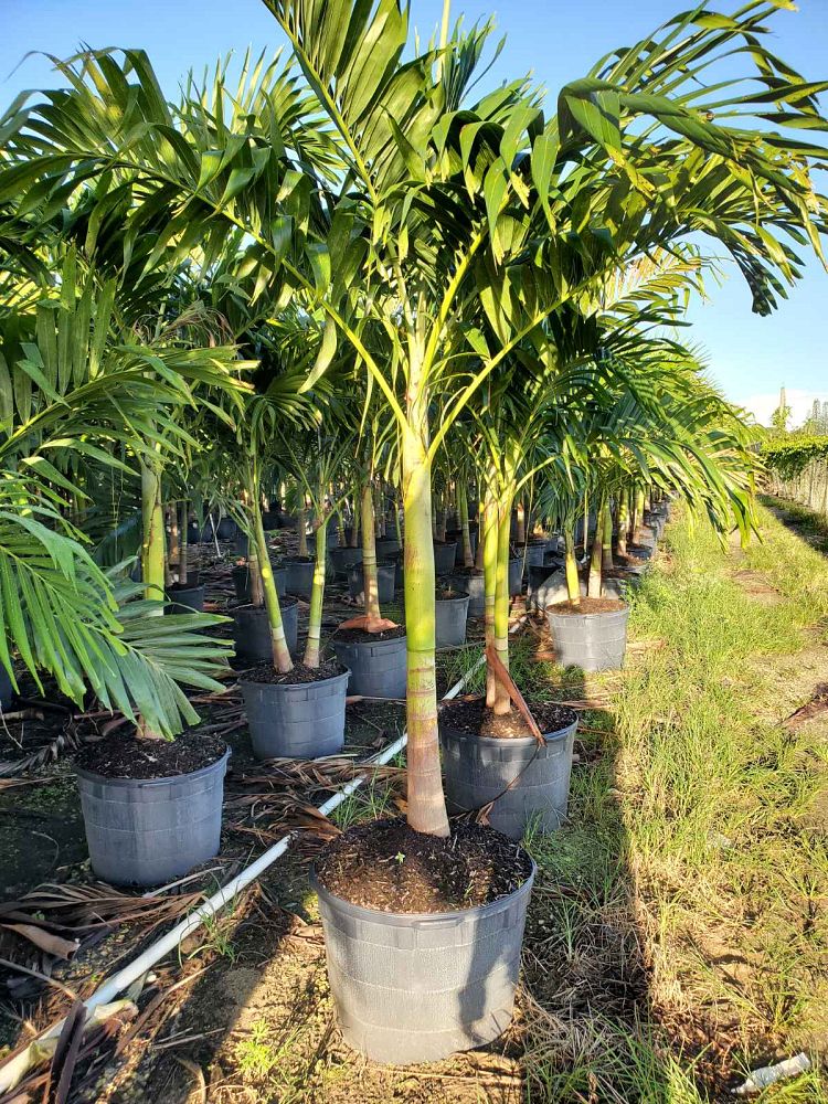 veitchia-merrillii-christmas-palm-adonidia-merrillii