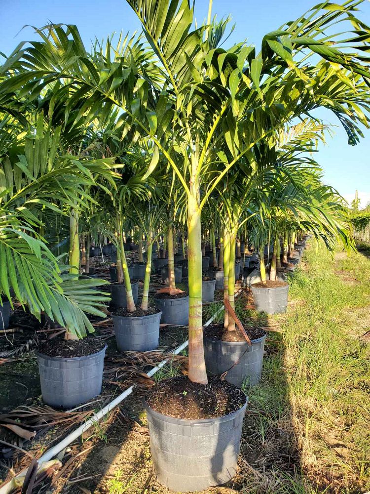 veitchia-merrillii-christmas-palm-adonidia-merrillii