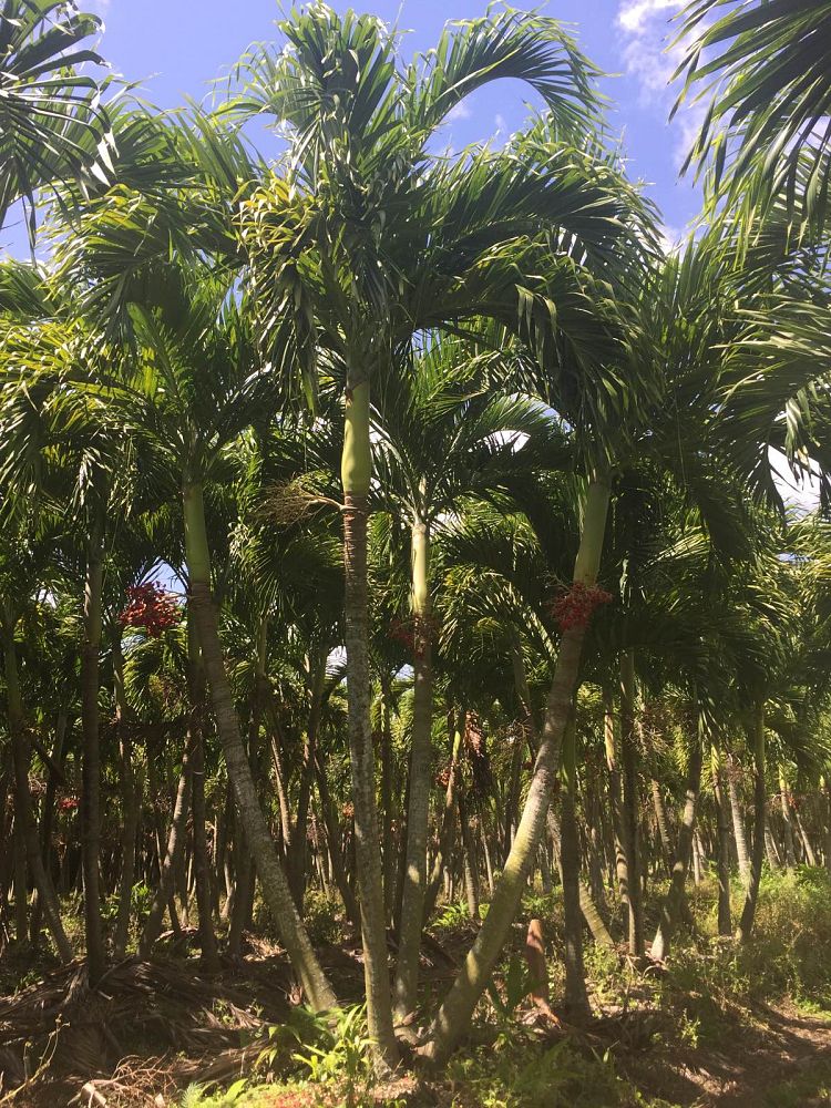 veitchia-merrillii-christmas-palm-adonidia-merrillii
