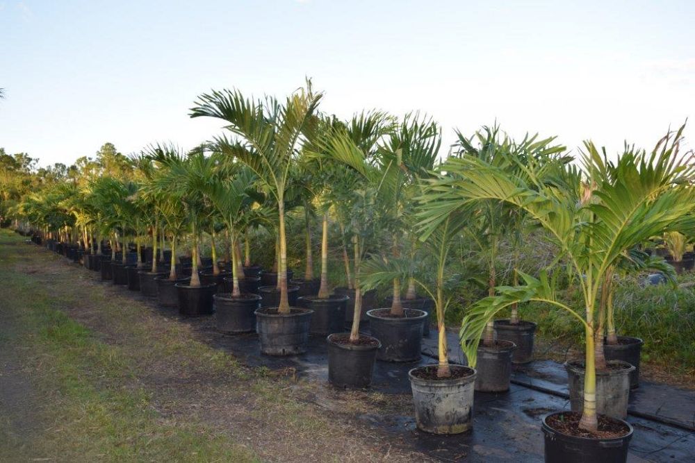 veitchia-merrillii-christmas-palm-adonidia-merrillii