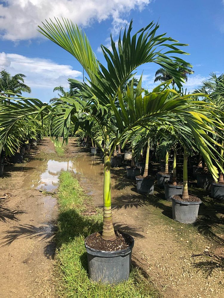 veitchia-merrillii-christmas-palm-adonidia-merrillii