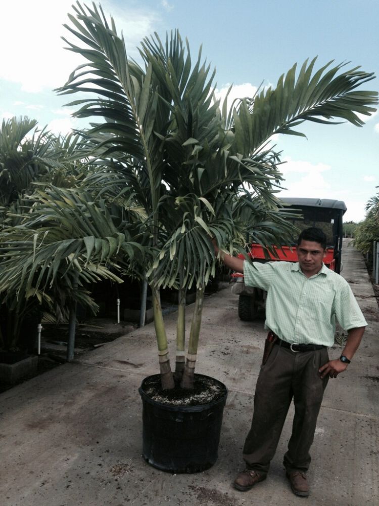 veitchia-merrillii-christmas-palm-adonidia-merrillii