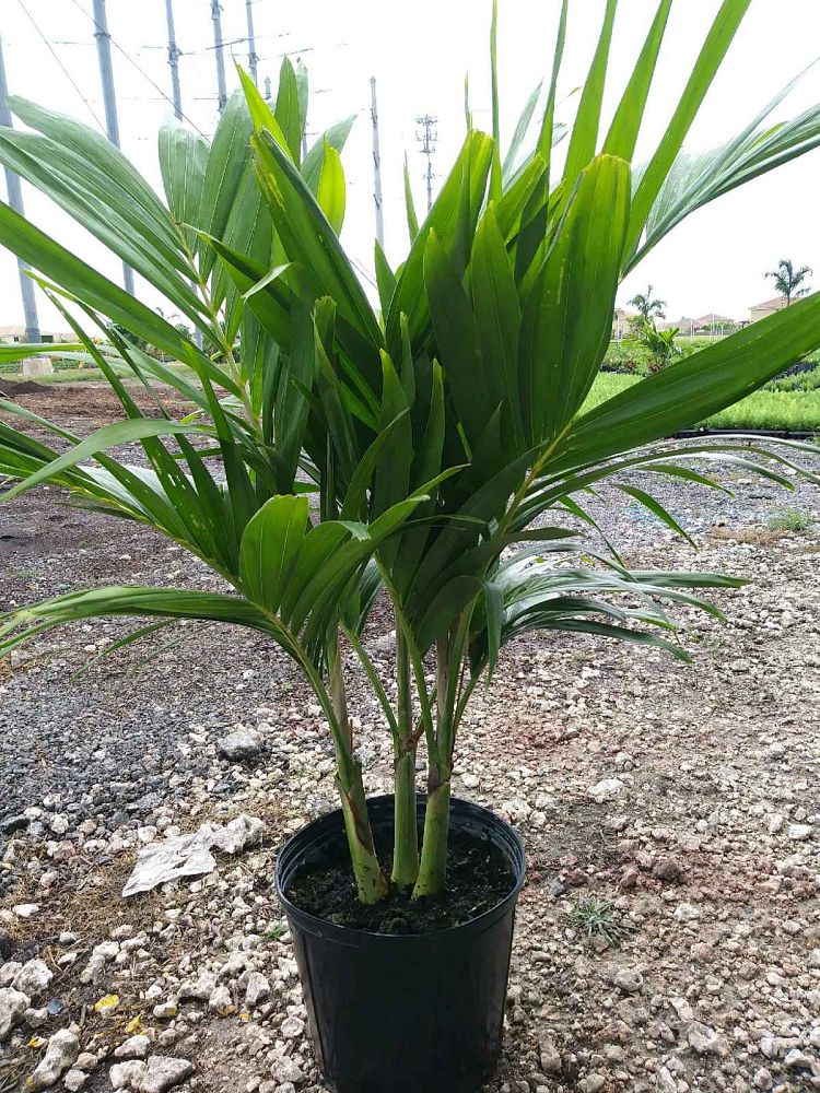 veitchia-merrillii-christmas-palm-adonidia-merrillii