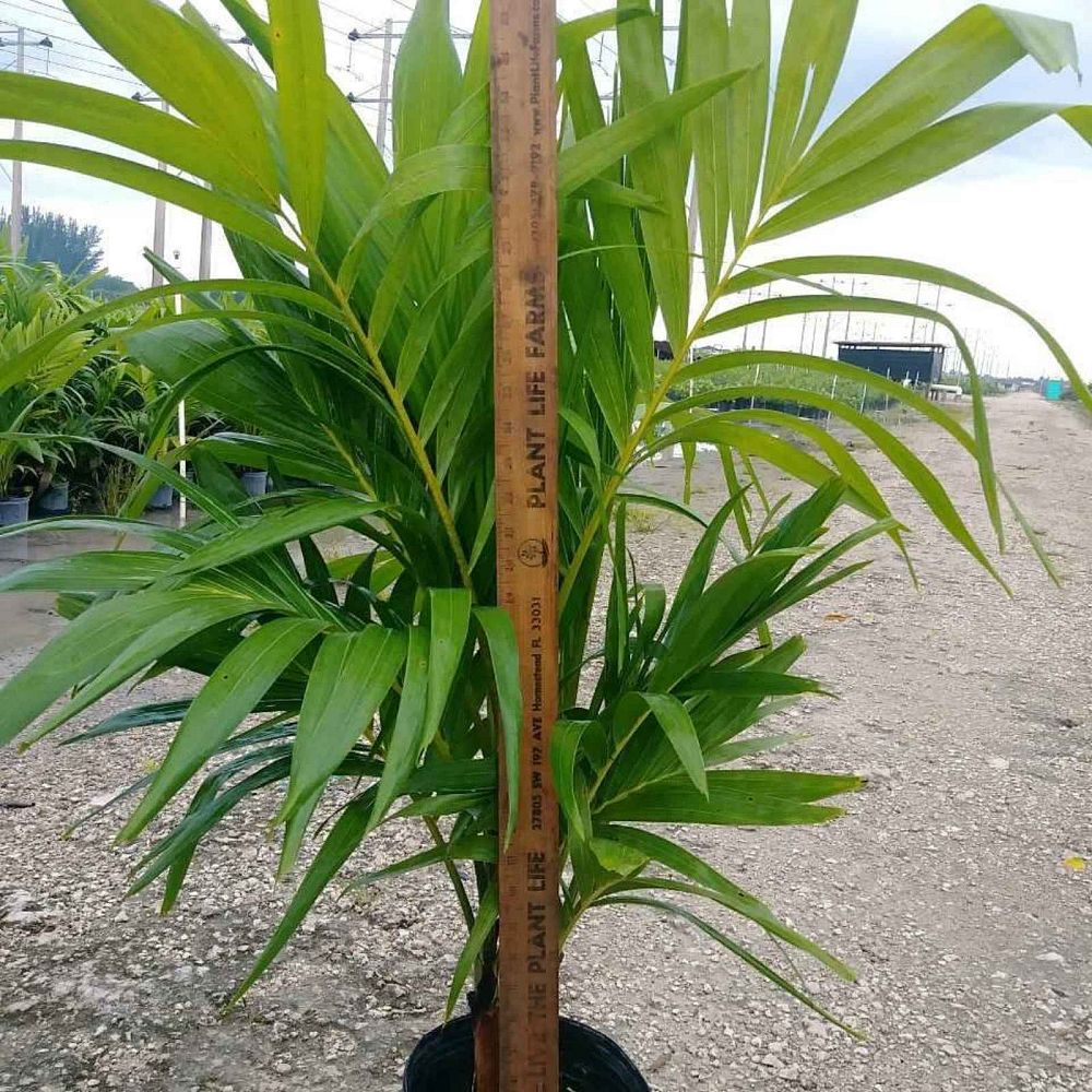 veitchia-merrillii-christmas-palm-adonidia-merrillii